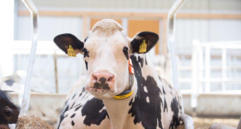 اهمیت مدیریت نشخوار در گاوهای شیری