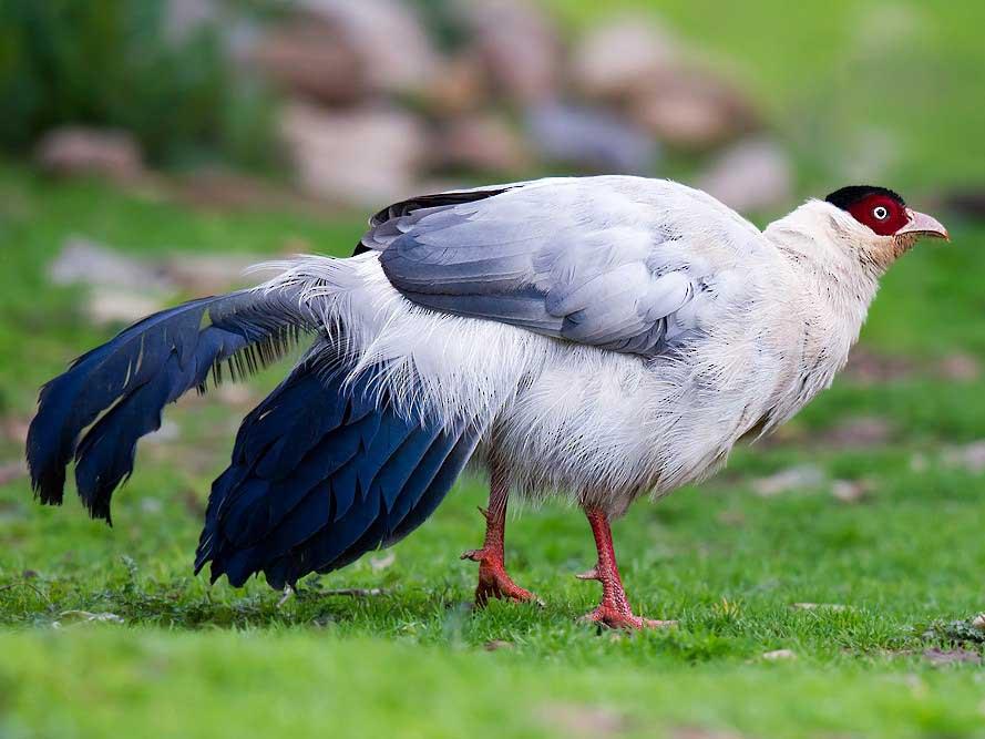 قرقاول نژاد گوش دار سفید (white eared pheasant)