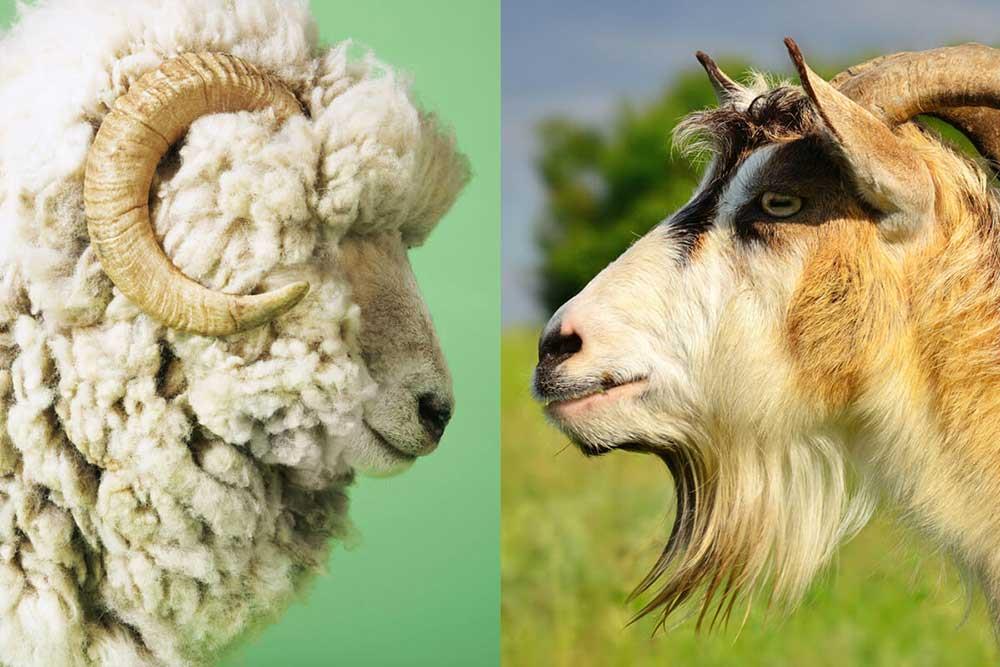 مقایسه گوسفند و بز
