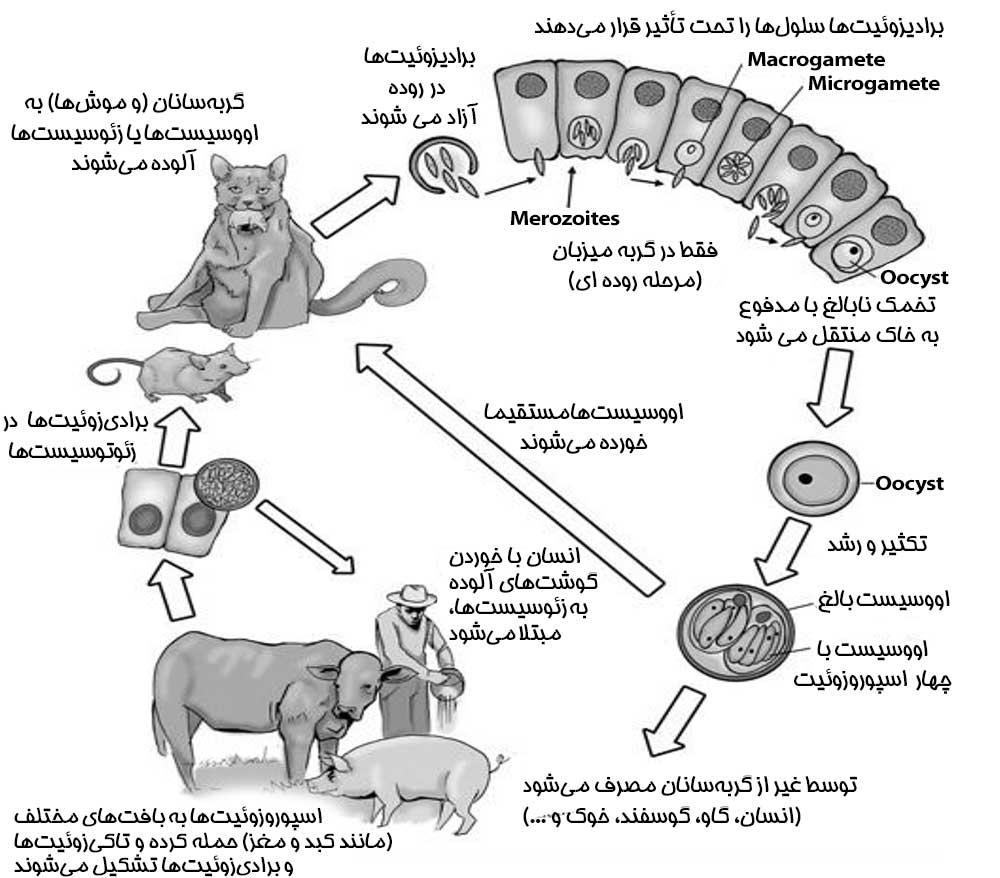 چرخه انگل توکسوپلاسما