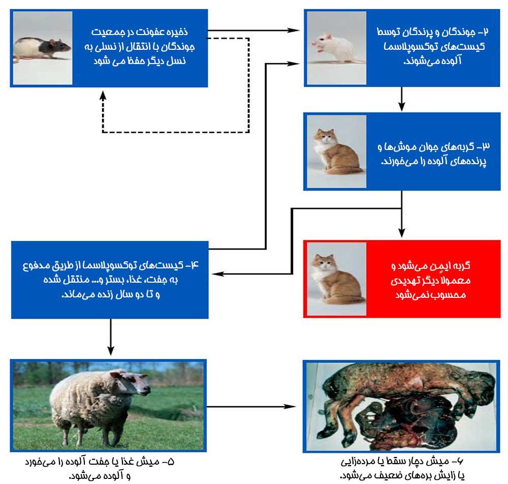 انتقال توکسوپلاسما از گربه به گوسفند