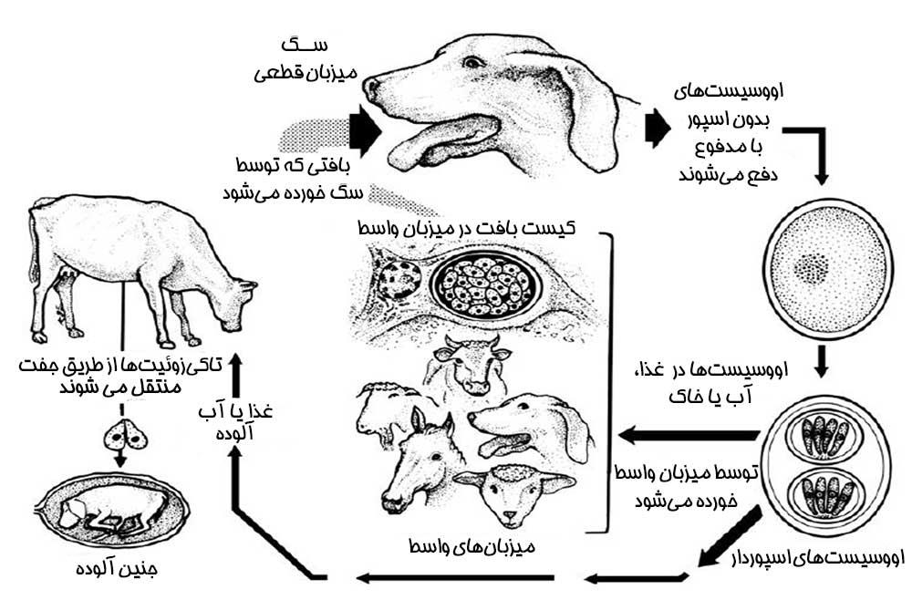 چرخه زندگی ندوسپورا کانینوم