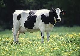 کشف ماده ضد سرطان معده در شیر گاو