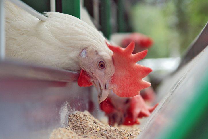 تجارب مرغداران اروپایی از مصرف پروبایوتیک‌ها بر بهبود تولید