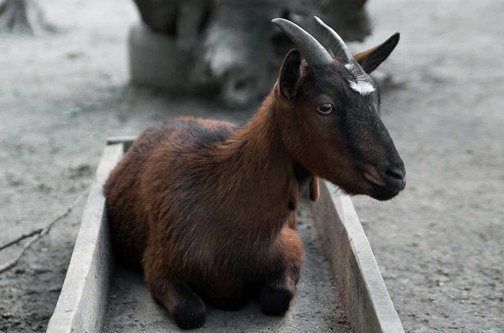 بز نژاد کامرون (Cameroon goat)