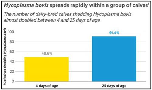 مایکوپلاسما بویس به‌سرعت بین گوساله‌ها منتشر می‌شود
