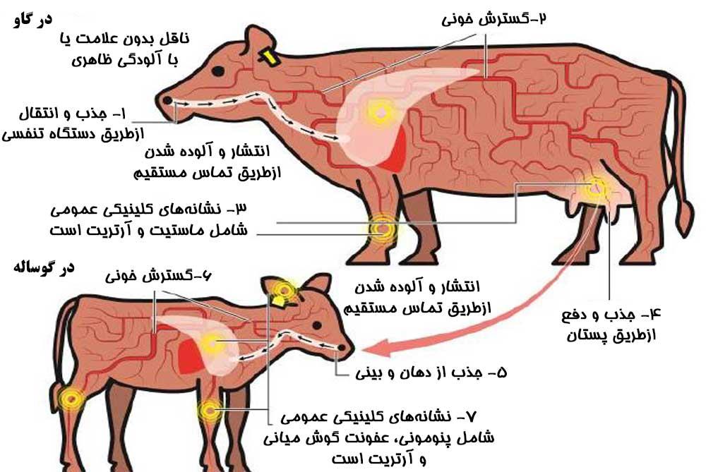 انتقال مایکوپلاسموزیس از گاو به گوساله