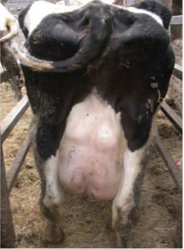 بزرگ شدن بیش‌ازاندازه غدد لنفاوی در یک گاو با ورم پستان ناشی از مایکوپلاسما بوویس