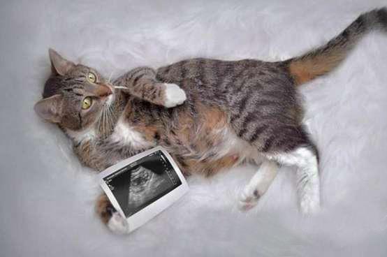 نکاتی درباره بارداری گربه