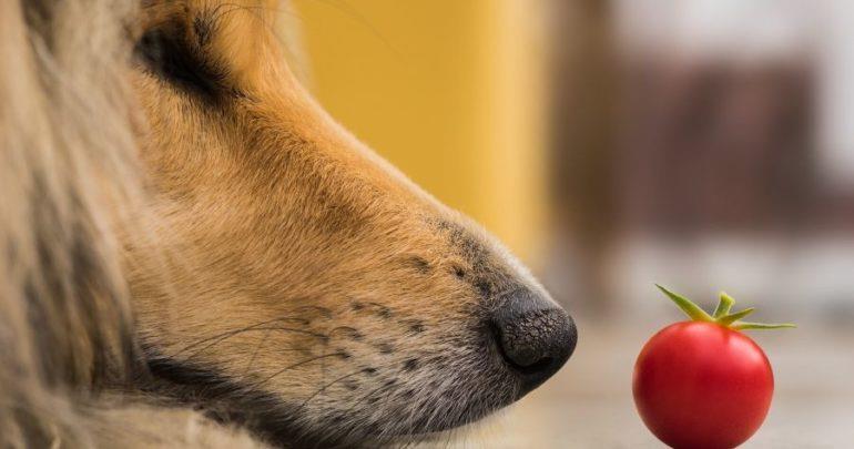 آیا مصرف گوجه‌فرنگی برای سگ‌ها مضر است؟