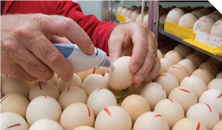 بازرسی های مرتب برای جلوگیری از صدمات ناشی از جابجایی تخم مرغ ها