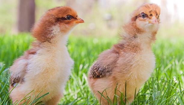 سالمونلا در مرغداری ها را چگونه کنترل کنیم