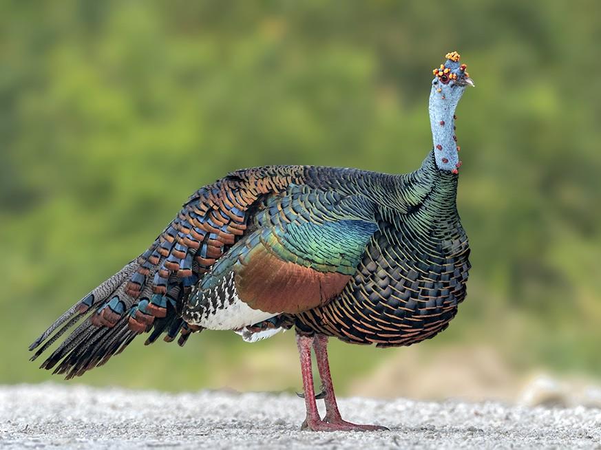 بوقلمون خال چشمی یا اوسلت (Ocellated turkey)