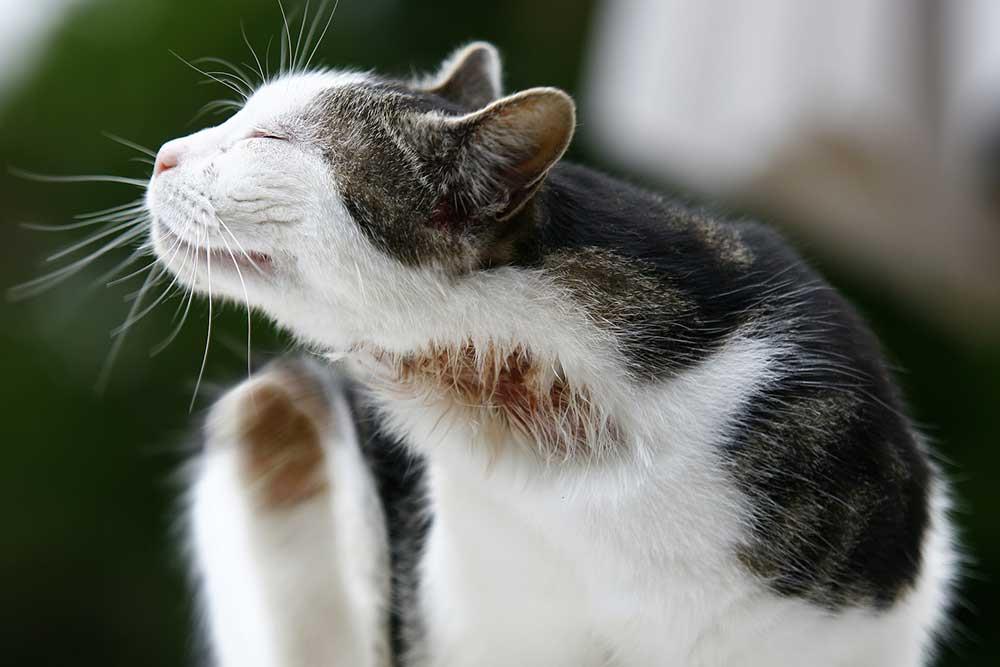 6 حساسیت غذایی رایج در گربه ها