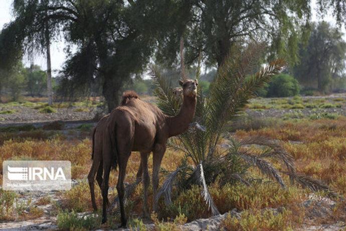 شترداری در هرمزگان