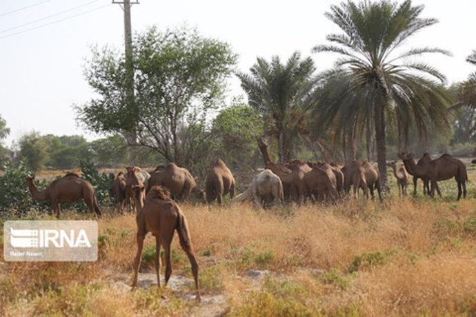 نگهداری شتر در هرمزگان