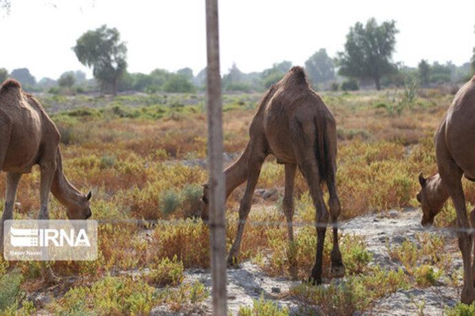 نادر ناصری