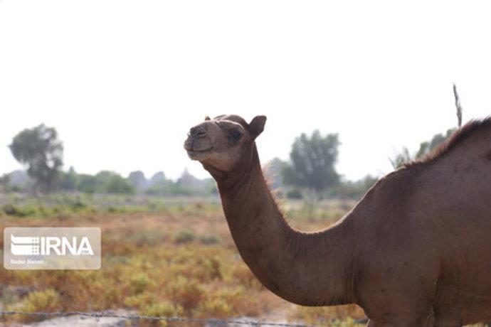 شتر در گرمای هرمزگان