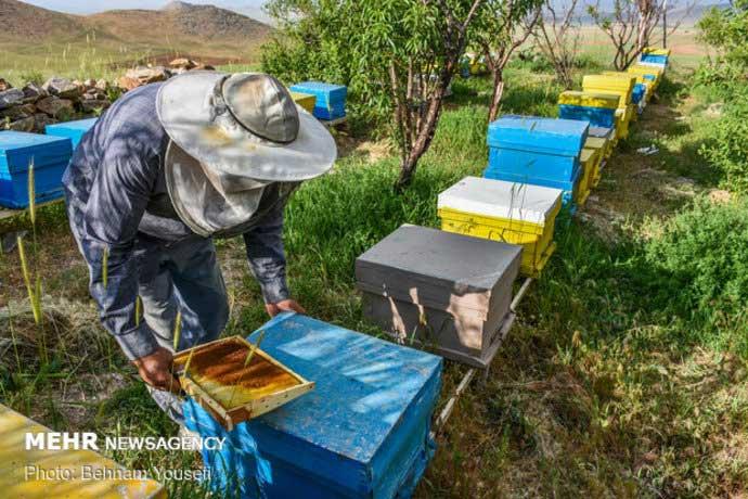 خصوصیات زنبورعسل اروپایی و ایرانی