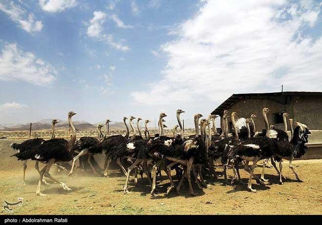 مزارع پرورش شترمرغ همدان