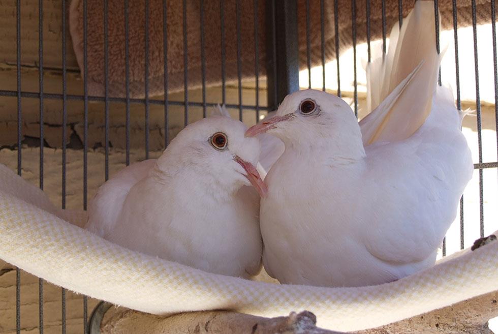 راهنمای نگهداری از کبوتر