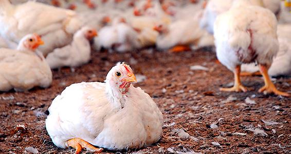 تأثیر باکتری مایکوپلاسمای سینوویا روی سلامت مرغ های تخمگذار