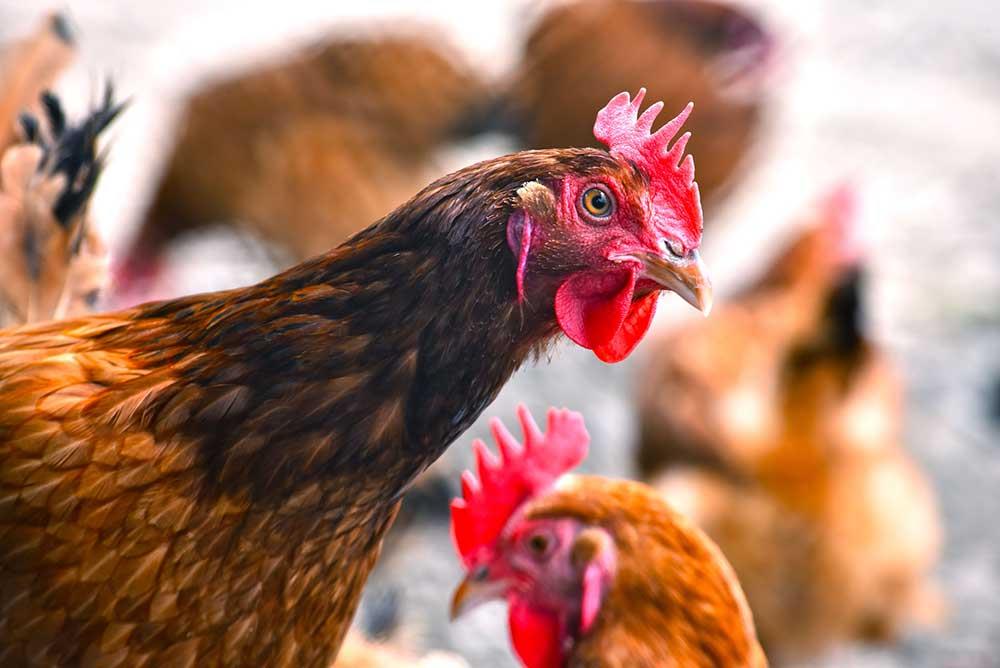 توان سازگاری ویروس آنفولانزای طیور تهدیدی برای صنعت مرغداری