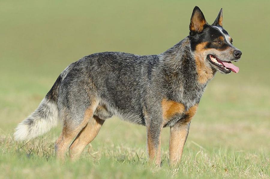 سگ گله استرالیایی (Australian Cattle Dog)