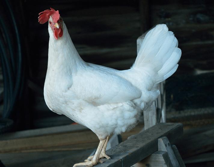 مرغ نژاد لگهورن (Leghorn)