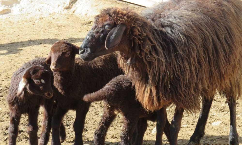 گوسفند کردی مقاوم ترین نژاد نسبت به بیماری ها