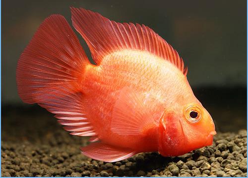 طوطی ماهی سیکلید یا ماهی پرت (Parrot Cichlid Fish)