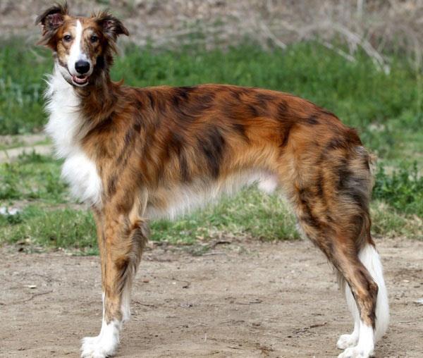 سگ سیلکن ویندهاند (Silken Windhound)