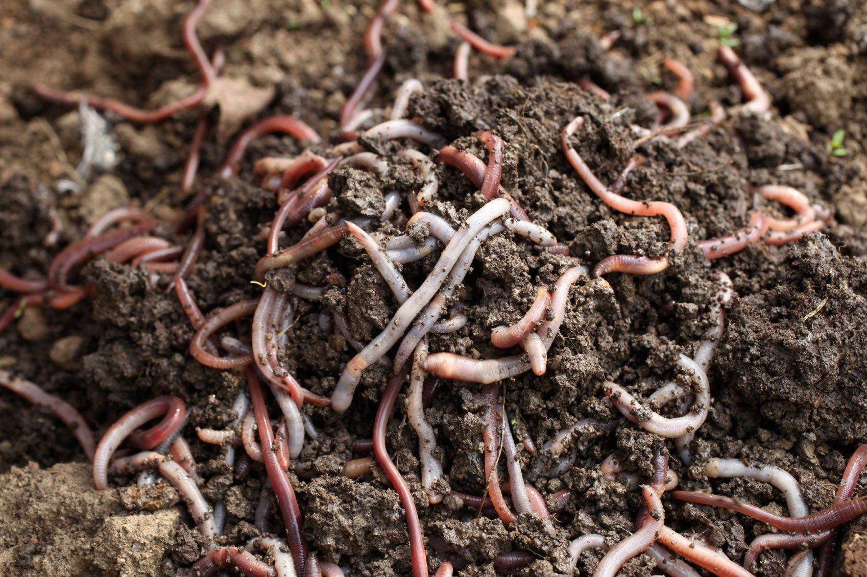 ورمی کمپوست (vermicompost)