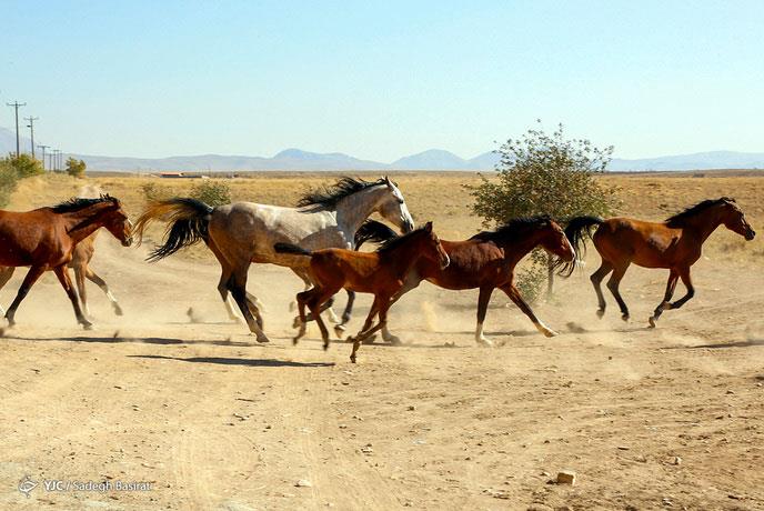 اسب نژاد دره شوری