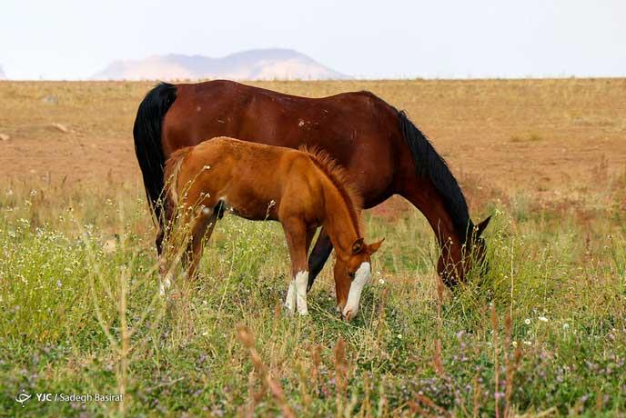 اسب باشکوه دره شوی