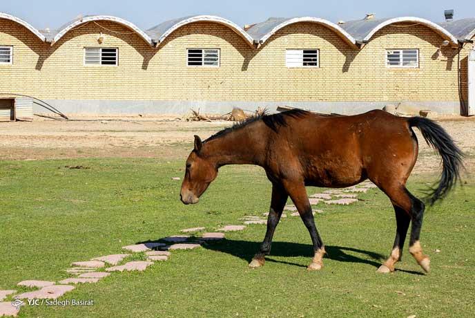 نگهداری اسب دره شوی