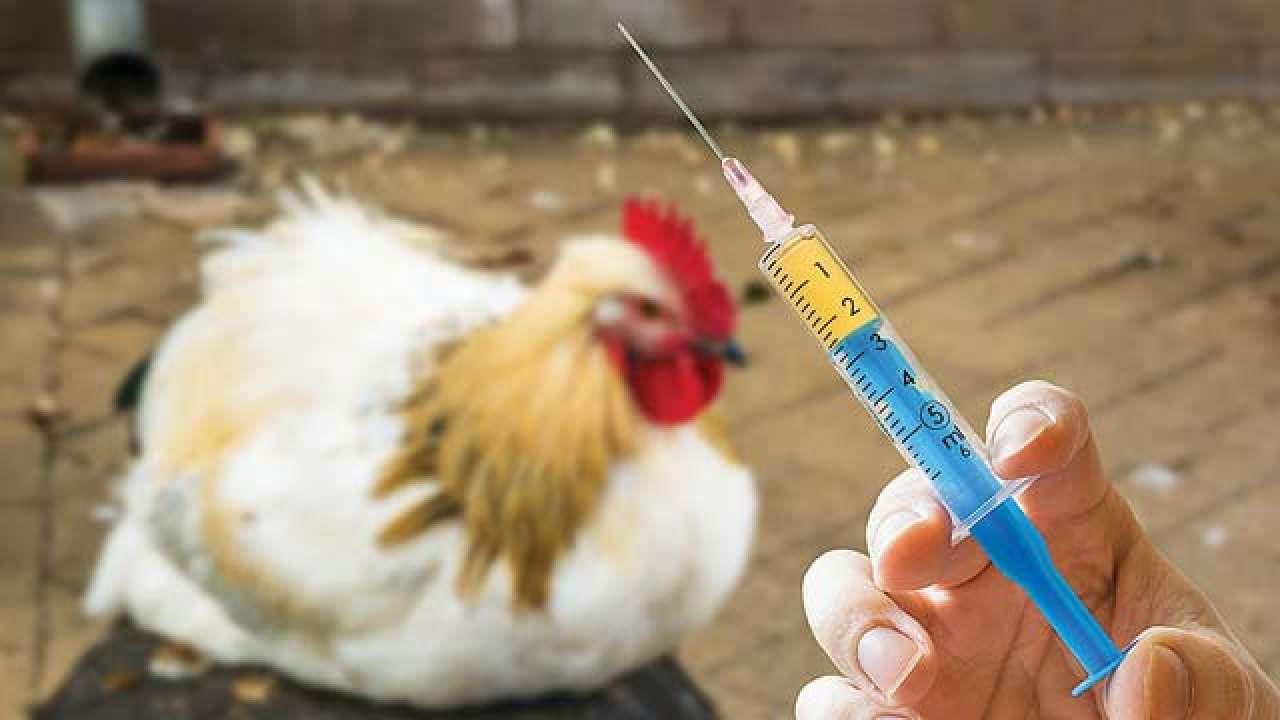 آزمایش عصاره های مخمر به جای آنتی بیوتیک در مرغداری ها