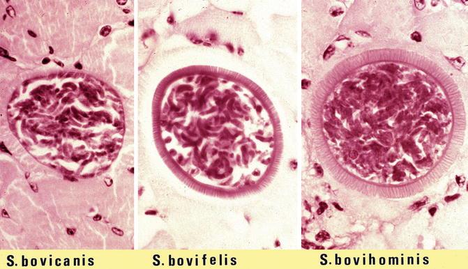 بیماری سارکوسیست (Sarcocystis)