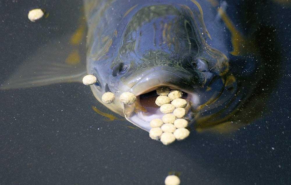 انواع خوراک برای تغذیه ماهیان سرد آبی