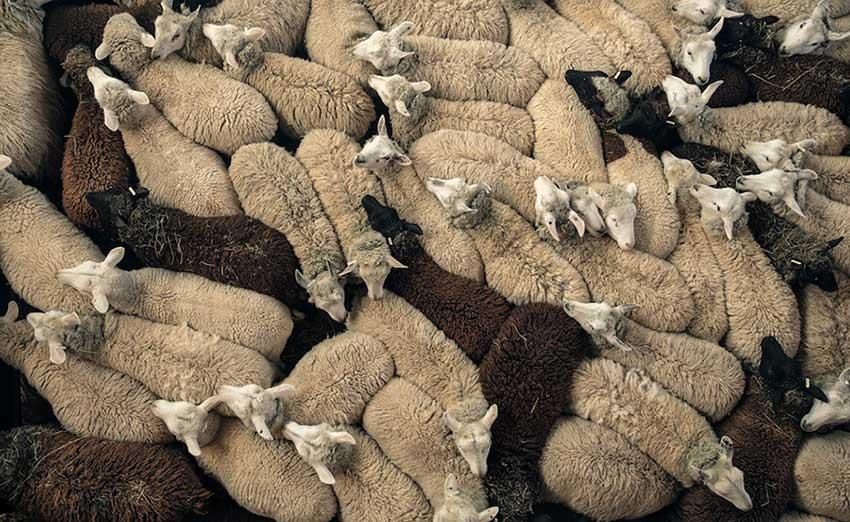 نکاتی پیرامون مدیریت گله های گوسفند در طی یک سال