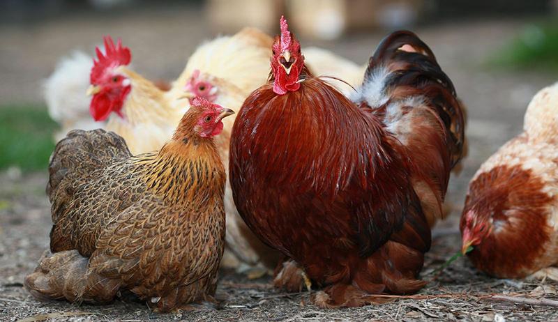 مدیریت استرس گرمایی در مرغان تخمگذار