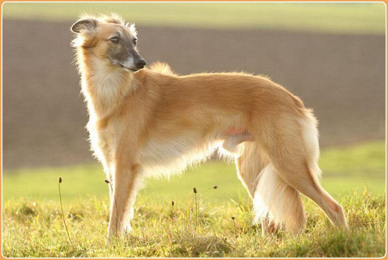 سگ ویپت موبلند (Longhaired Whippet)