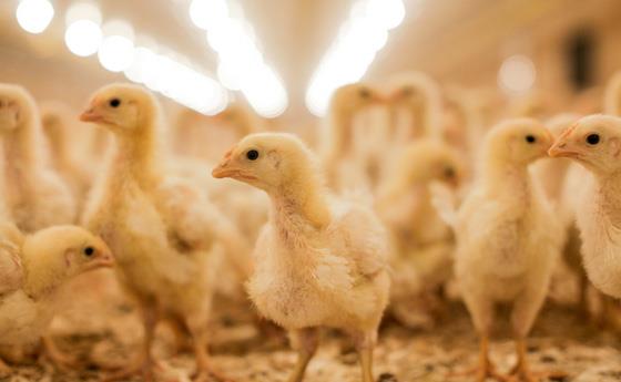 6 مرحله اصلی رشد مرغ های تخمگذار برای مرغداران تازه کار به زبان ساده