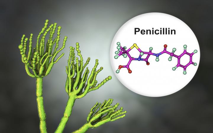 پنی سیلین ها (Penicillin)