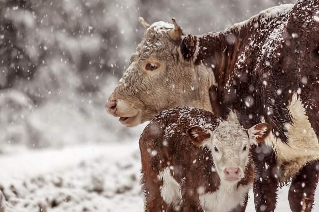 تنش سرمایی در گاوها