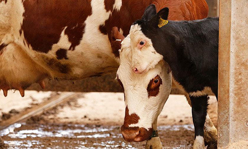 تغذیه و مدیریت در دوره خشکی در گاو شیری