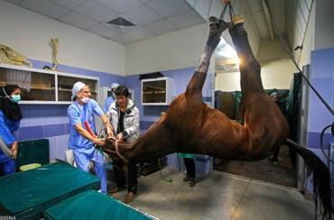 جراحی پای اسب در مشهد