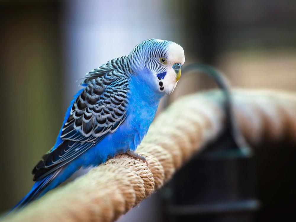 دمای مناسب نگهداری مرغ عشق