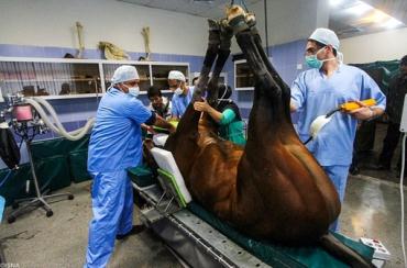جراحی پای اسب در مشهد