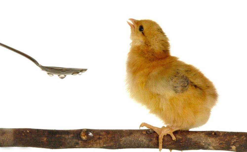 متابولیسم کلسیم در پرندگان